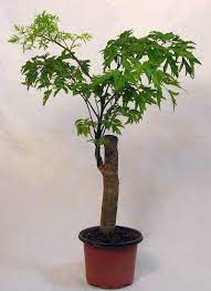 Ming Aralia Pre Bonsai Tree Polyscias Fruticosa Indoor Thick Trunk 4 Pot List Price 10 00 Price 7 99 Saving 2 01 Pre Bonsai Bonsai Tree Bonsai