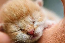 Bulu anak kunci jahat, peti derhaka. Tips Merawat Anak Kucing Di Masa Awal Kehidupannya Halaman All Kompas Com