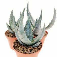 Image result for Aloe aculeata × excelsa