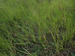 Image result for Urochloa brizantha