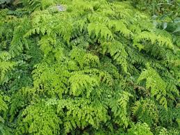 Image result for Adiantum comorense