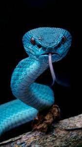 The Top 10 Deadliest Snakes In The World Snake Wallpaper Pet Snake Cute Reptiles