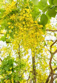 We did not find results for: Golden Shower Tree Indian Laburnum Koon Yellow Flower Blooming Stock Photo Picture And Royalty Free Image Image 90037470