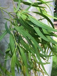Image result for Eucalyptus citriodora