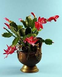 The vibrant color blooms that emerge from tendrils draping and creeping over the plant make it look more attractive. 10 Facts About Christmas Cacti Articles Christmas Cactus Christmas Cactus Plant Plants