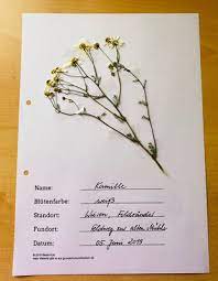 Herbarium deckblatt vorlage zum ausdrucken als pdf a4. Wiese Herbarium Gestalten Grundschule Und Basteln Der Blog Von Beate Kurt
