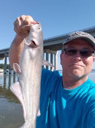 Are blue catfish in the lake above the dam?