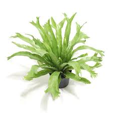 Birds Nest Fern Cats Bird S Nest Fern Asplenium Antiquum Crissie Planting Flowers Bird Nest Fern Plants