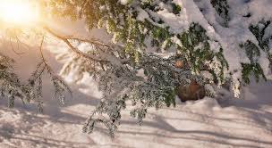 Winter aesthetic, winter aesthetics, pretty winter photos, pretty winter pictures, snowy pictures, snow pictures, snow pics, snowy aesthetic, snow aesthetic, winter. Branches Aesthetic Winter Free Photo On Pixabay