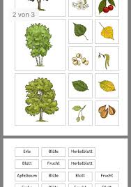 Pin Von Annette Auf Schule Baum Blatter Fruchte Apfelbaum