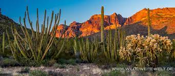 This put us right in the heart of the national. Organ Pipe National Monument Saguaros Organ Pipe Cacti Www Wilde Weite Welt De