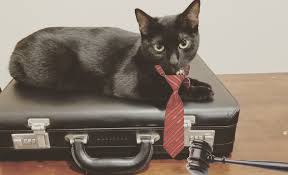 Yesterday you might have seen the fun story about cat lawyer, the lawyer who didn't know how to turn a cat filter off his zoom and then was forced to. Lawyer Cat Me O W Bjection Album On Imgur