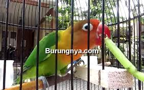 Cara setting lovebird jantan single fighter agar ngekek panjang. 17 Tips Merawat Lovebird Jantan Single Fighter Agar Stabil Di Lomba Burungnya Com