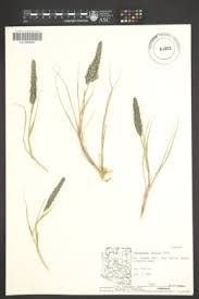 Image result for Enneapogon