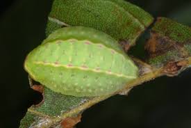 Image result for Apoda limacodes