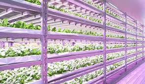 This involves plants being grown on vertically stacked layers. Japan Vertical Farm Use Philips Led Grow Lighting Http Www Eneltec Led Com News Japan Vertical Farm Use Phil Led Grow Lights Best Led Grow Lights Grow Lights