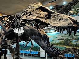 Describes the earth's environment when dinosaurs flourished, the characteristics and habits of various species, and how changes in climate, landmasses, and vegetation led to the extinction of these massive reptiles. Ten Chinese Museums Where You Can See A Dinosaur Fossil Up Close Travel Smithsonian Magazine