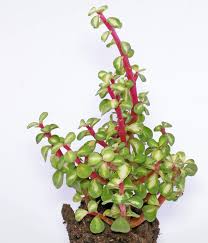 Image result for Odontosoria afra