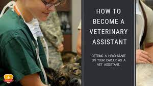 We did not find results for: How To Become A Veterinary Assistant The Definitive Guide 2021 Updated