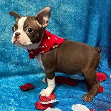 Boston Terrier - A-Z Animals