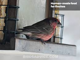 Finches are attracted to certain plant seeds. What Do Finches Eat A Complete Guide Of Feeding Finches