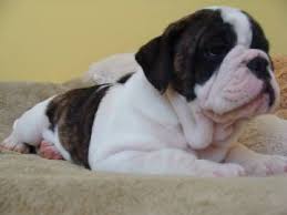 My first pet was a new. English Bulldog Puppies In North Carolina