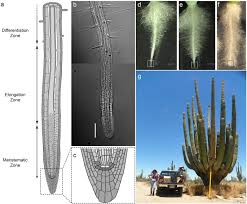 You may have seen my post on cactus flowers, but if not, you'll want to check it out! Transcriptomics Insights Into The Genetic Regulation Of Root Apical Meristem Exhaustion And Determinate Primary Root Growth In Pachycereus Pringlei Cactaceae Scientific Reports