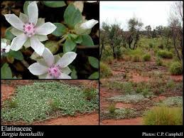 Image result for Elatinaceae