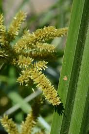 Image result for Cyperus dives