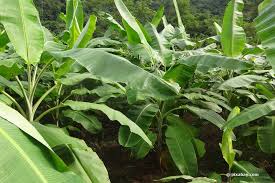 Im jahr 2016 wurden weltweit etwa 35 millionen tonnen kochbananen geerntet. Banane Selber Ziehen Bananenbaum Zuchten In 10 Schritten