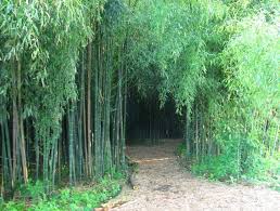 Bamboo Forest Rutgers Garden New Brunswick Nj Bamboo Garden Forest Garden Flower Garden