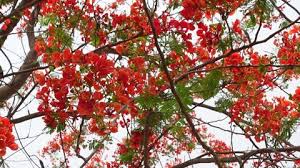 If you're looking for a way to add color and texture to a room, explore the selection of artificial flowers. Full Blooming Flower Of Fire Stock Footage Video 100 Royalty Free 31596967 Shutterstock