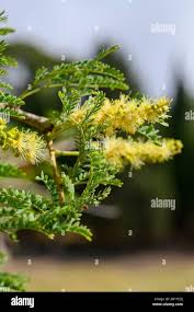 Image result for Faidherbia albida