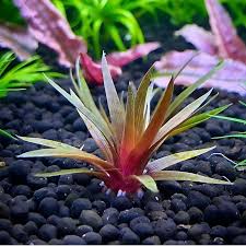 Image result for Eriocaulon transvaalicum