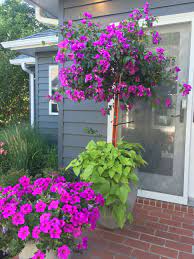 Bougainvillea Tree Patio Flowers Potted Plants Full Sun Potato Vine Petunia Pot Potted Plants Outdoor Potted Plants Full Sun Patio Flowers