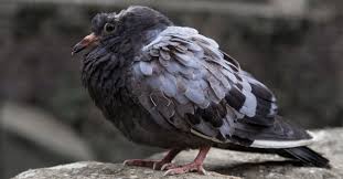Selain itu, pada masa perang burung merpati sering digunakan untuk keperluan mengirim surat. 5 Penyakit Pada Burung Merpati Cara Mengobatinya Pintarpet