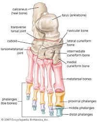 Each bone is a complex living organ that is made up of many cells, protein fibers, and. Foot Description Drawings Bones Facts Britannica