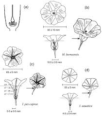 Image result for Ipomoea intrapilosa