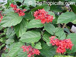 Image result for Clerodendrum splendens