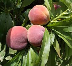 Peach — California Tropical Fruit Tree Nursery