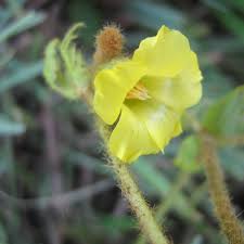 Image result for Hermannia