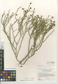 Image result for Thamnosma rhodesica