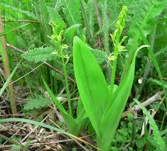 Image result for Liparis