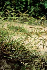 Image result for Dactyloctenium geminatum