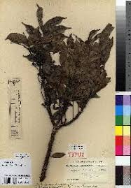 Image result for Vepris renieri