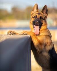 Lucy In All Her Glory She S Been Doing This Pose Since 12 Weeks Old Swipe Right To See Worms In Dogs Dogs German Shepherd Dogs