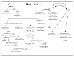 69 logical gram positive bacteria chart