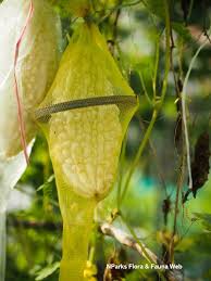 Image result for Momordica charantia