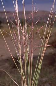 Image result for Bothriochloa bladhii