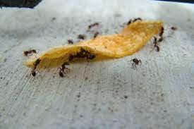 Orkin of la crosse now offers same day service to la crosse residents who call before 2pm. Prevent An Ant Infestation This Summer In 5 Steps Batzner Pest Control